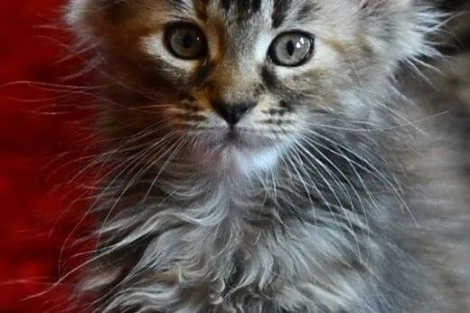 Sliczne futrzaste dziewczynki Maine Coon,  dolnośl
