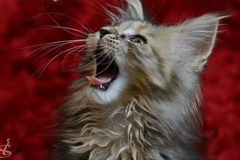 Sliczne futrzaste dziewczynki Maine Coon,  dolnośl