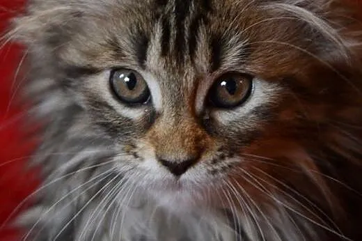 Sliczne futrzaste dziewczynki Maine Coon,  dolnośl