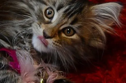 Sliczne futrzaste dziewczynki Maine Coon,  dolnośl