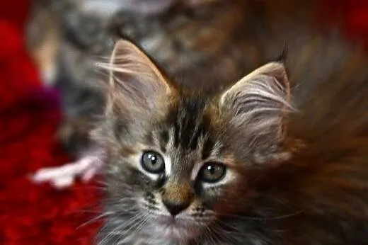Sliczne futrzaste dziewczynki Maine Coon,  dolnośl