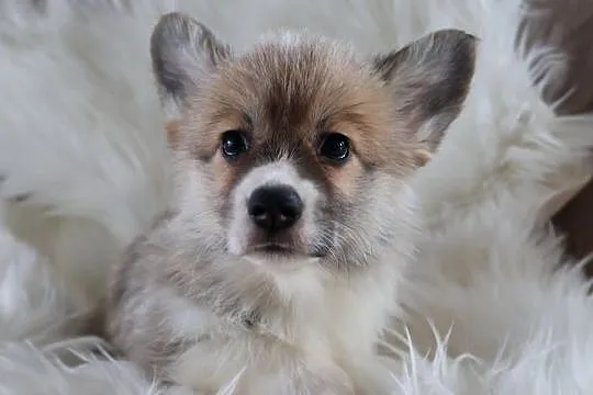 Welsh corgi pembroke szczenię