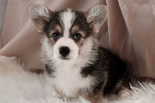 Welsh corgi pembroke szczenię, Dolnośląskie, Krzelów