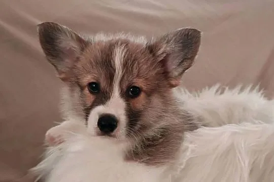Welsh corgi pembroke szczenię, Dolnośląskie, Krzelów