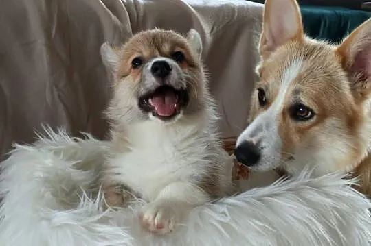 Welsh corgi pembroke szczenię, Dolnośląskie, Krzelów