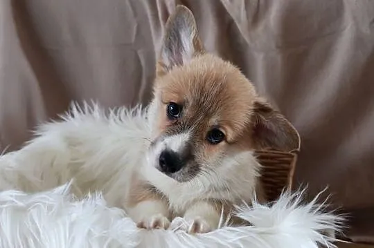 Welsh corgi pembroke szczenię, Dolnośląskie, Krzelów