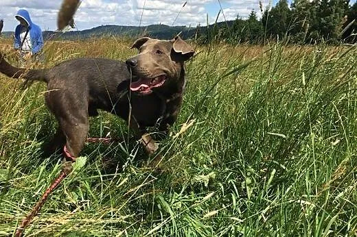 Nero-psiak pełen wigoru czeka na dom!,  dolnośląsk