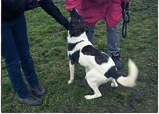 TERRY - 2-letni przystojniak do adopcji!, łódzkie