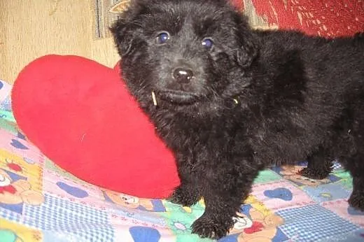 Cztery szczeniaczki po małej mamie 8 tyg,adopcja!!