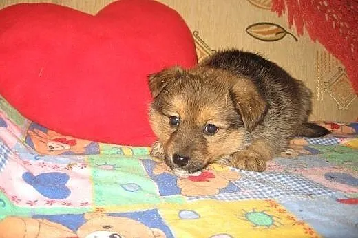 Cztery szczeniaczki po małej mamie 8 tyg,adopcja!!