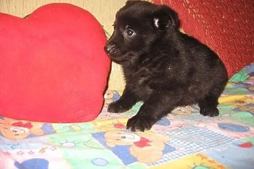 Cztery szczeniaczki po małej mamie 8 tyg,adopcja!!