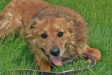 Teddy zapewni Ci radość każdego dnia,  świętokrzys