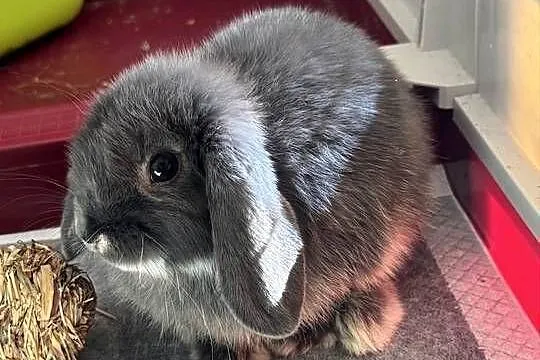 Młodziutki Króliczek Mini Lop pilnie sprzedam