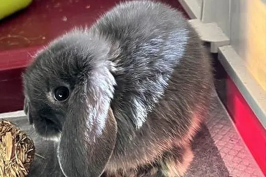 Młodziutki Króliczek Mini Lop pilnie sprzedam, Mazowieckie, Łochów