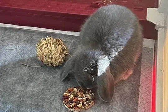 Młodziutki Króliczek Mini Lop pilnie sprzedam, Mazowieckie, Łochów