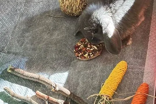 Młodziutki Króliczek Mini Lop pilnie sprzedam, Mazowieckie, Łochów