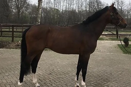 Windbreaker (Heartbreaker x Pilot) ogier KWPN, Murów