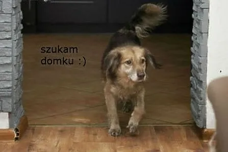 Wspaniała cudna HELENKA szuka domku :),  mazowieck