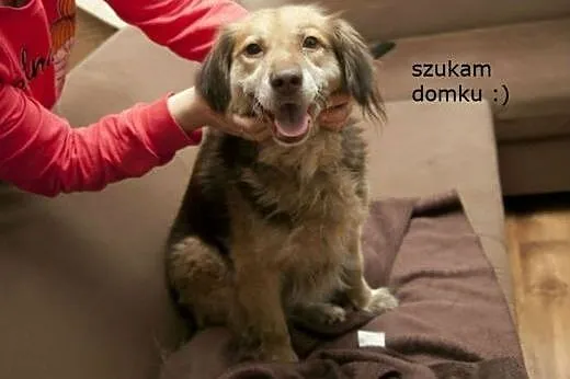 Wspaniała cudna HELENKA szuka domku :),  mazowieck