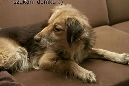 Wspaniała cudna HELENKA szuka domku :),  mazowieck