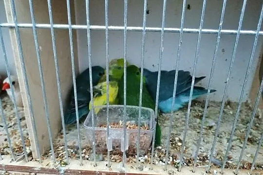 Papugi wróbliczki, Koteże