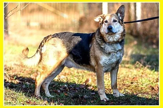 Santar, opanowany, przyjazny pies do adopcji