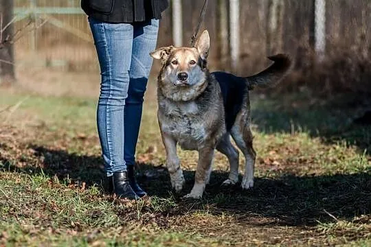 Santar, opanowany, przyjazny pies do adopcji