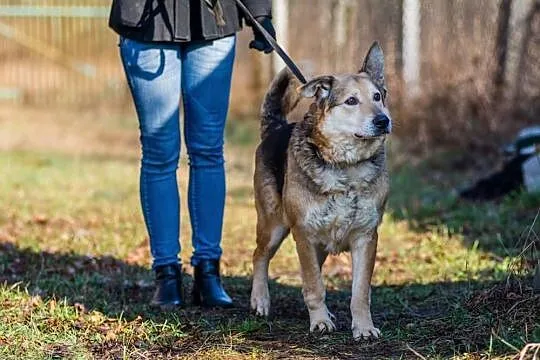 Santar, opanowany, przyjazny pies do adopcji