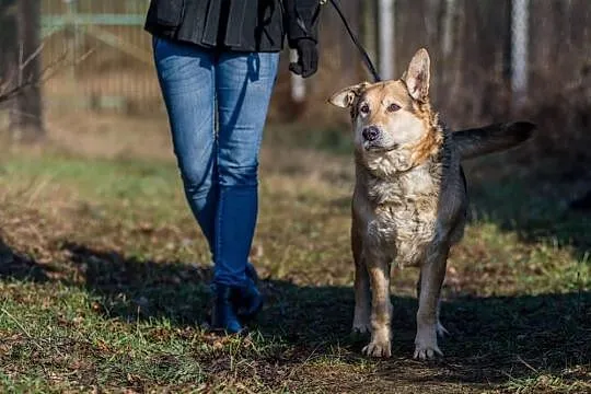 Santar, opanowany, przyjazny pies do adopcji