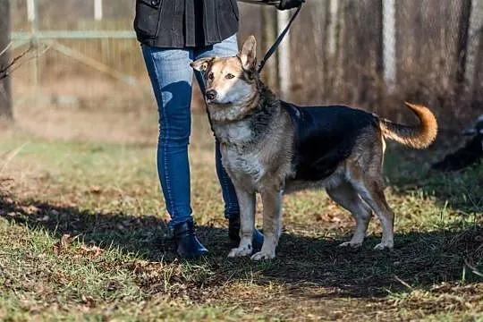 Santar, opanowany, przyjazny pies do adopcji