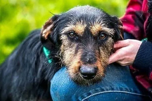 Dżager: podpalane kudełki i charakter wielki,  maz