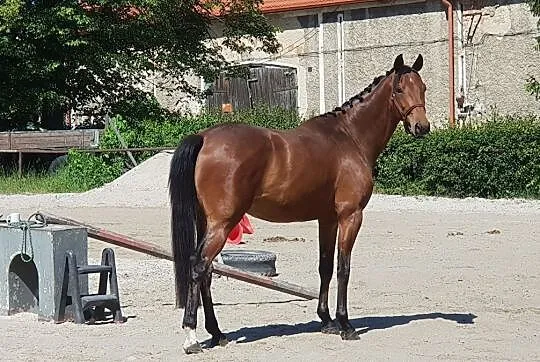 Prezes Agro-Mat, , 