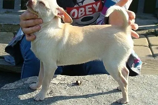 Chihuahua krótkowłosa sunia ZKwP ( FCI),  śląskie 