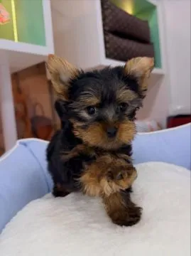 Szczenięta York Terrier do adopcji E-mail:... {{amandinelisa01@gmail.com}}, , Gdynia