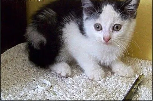 Laskowik kruszynka do adopcji, pomorskie Rumia