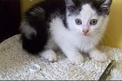 Laskowik kruszynka do adopcji, pomorskie Rumia