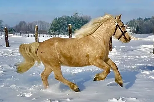 Klacz IZABELOWATA - zaprzęg, siodło, , 