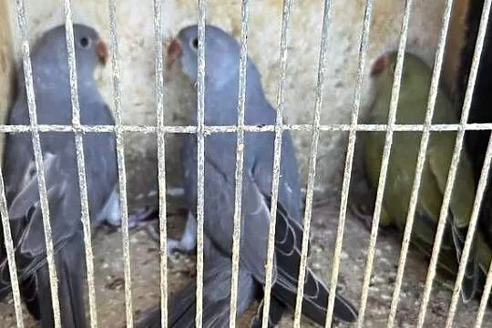 Sprzedam papugi rozelle, świergoty i aleksy