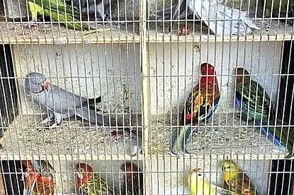 Sprzedam papugi rozelle, świergoty i aleksy, Wielkopolskie, Konin