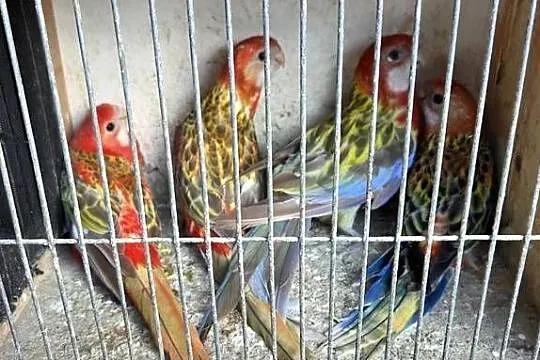 Sprzedam papugi rozelle, świergoty i aleksy, Wielkopolskie, Konin