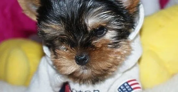 MINI suczka Yorkshire Terrier York Yorki, Zachodniopomorskie, Szczecin