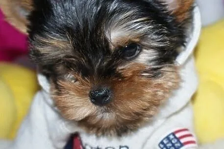 MINI suczka Yorkshire Terrier York Yorki, Zachodniopomorskie, Szczecin