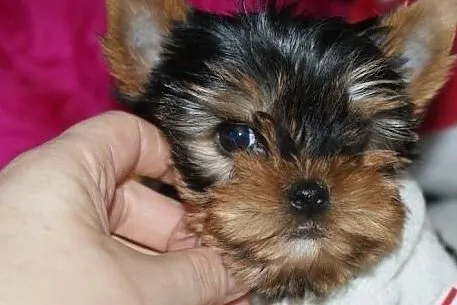 MINI suczka Yorkshire Terrier York Yorki, Zachodniopomorskie, Szczecin