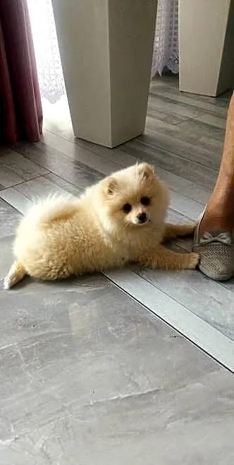 Szpic miniaturowy pomeranian, Lubelskie, Rzeczyca-Kolonia