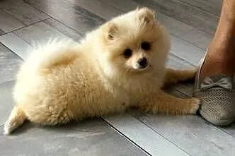 Szpic miniaturowy pomeranian, Lubelskie, Rzeczyca-Kolonia