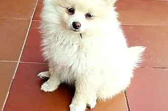 Szpic miniaturowy pomeranian, Lubelskie, Rzeczyca-Kolonia