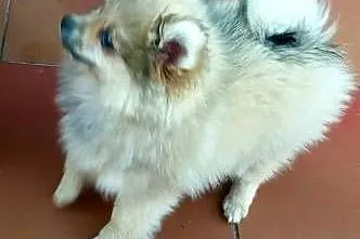 Szpic miniaturowy pomeranian, Lubelskie, Rzeczyca-Kolonia