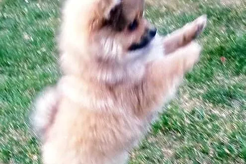 Szpic miniaturowy pomeranian, Lubelskie, Rzeczyca-Kolonia
