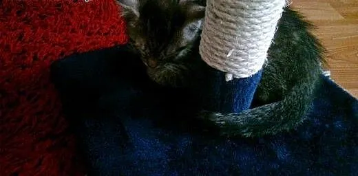 Oddam kotkę w dobre ręce, kujawsko-pomorskie Bydg