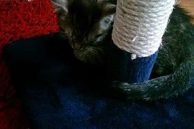Oddam kotkę w dobre ręce,  kujawsko-pomorskie Bydg
